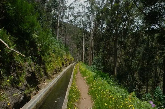 Levada na floresta