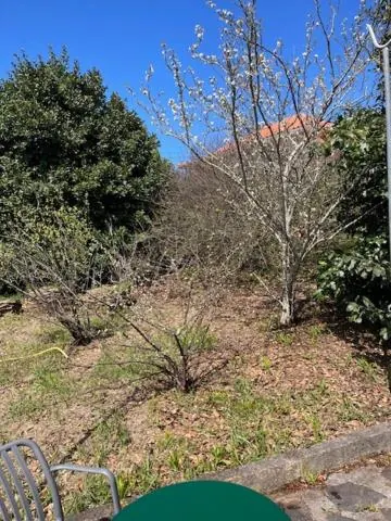 Árvores de fruto em flor no jardim