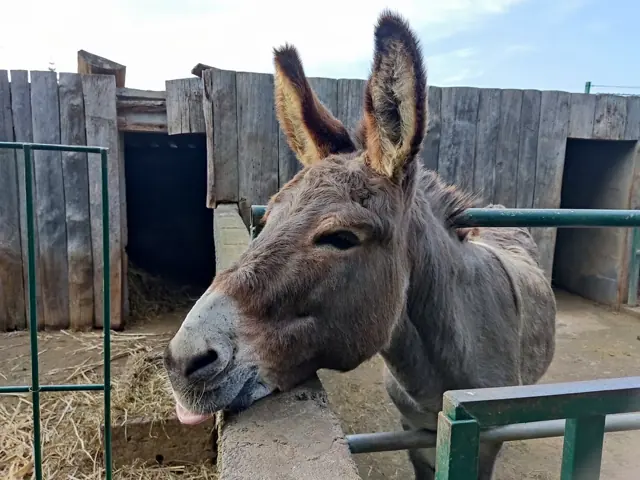 Burro a espreitar por cima da cerca