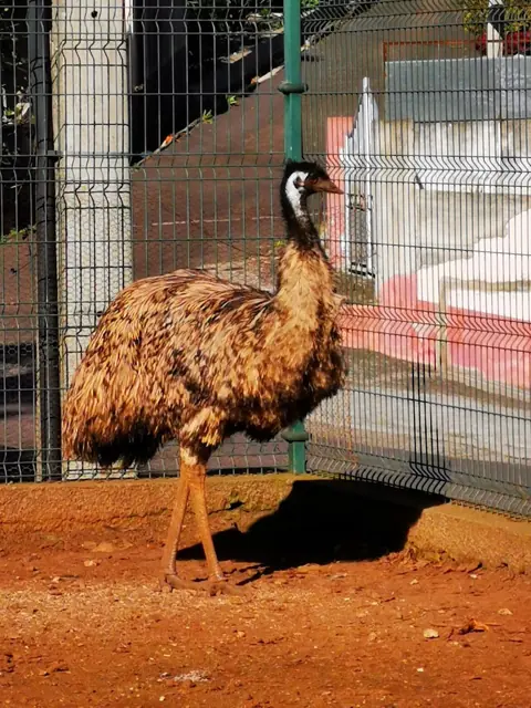 Emu no cercado